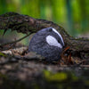 Badger Needle Felting Kit